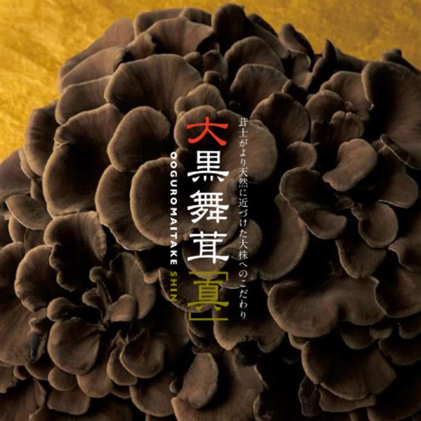 新潟県南魚沼産 大黒舞茸「真」1kg化粧箱 | タイヘイのギフト まごころ